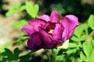Wundervoller Frühling; beautiful spring